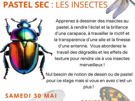 Stage dessin-peinture : Pastel sec - Les insectes