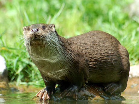 Balade découverte de la faune