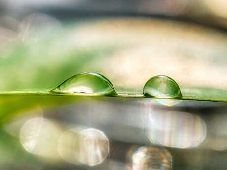 Stage émergence printemps