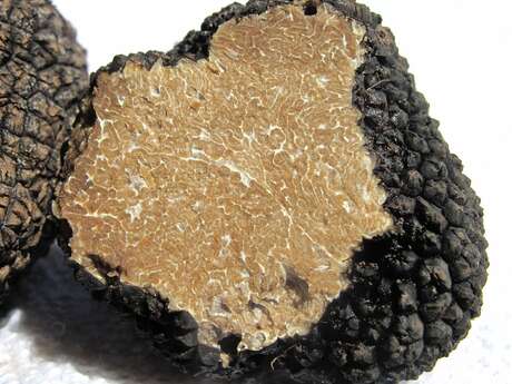 Visite Ferme truffes et porcs noirs