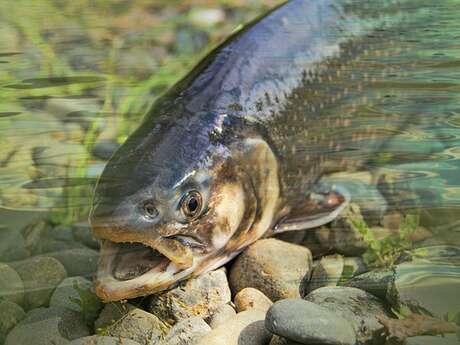 Concours de pêche