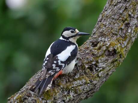 Terre en vert : sortie estivale en forêt