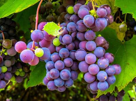 Repas des vendanges
