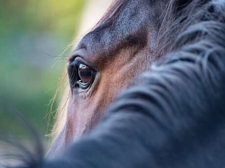 Grand Régional de Tourisme Equestre