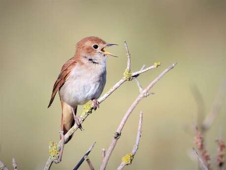 Le langage des oiseaux
