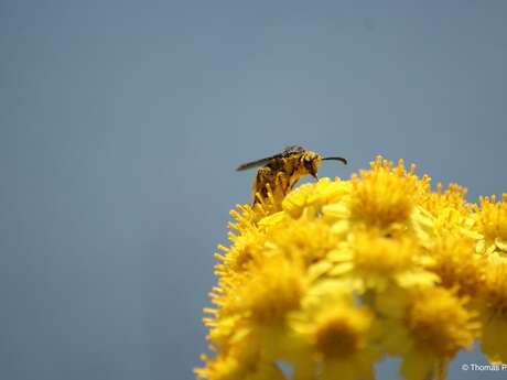ACCUEIL À LA FERME: Apiculture - Elevage caprin et porcin en Verteillacois