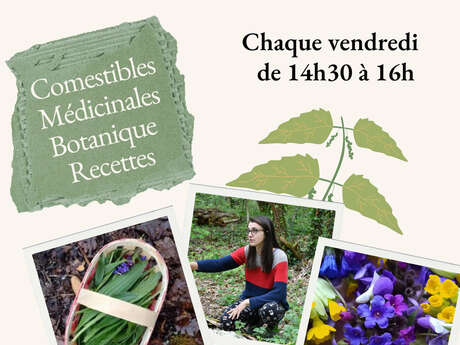 Atelier plantes sauvages