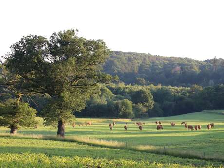Nuit des forêt : À l’écoute des vivants