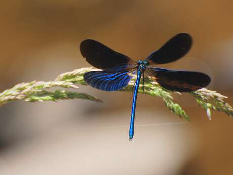 Eté actif - « Libellules »