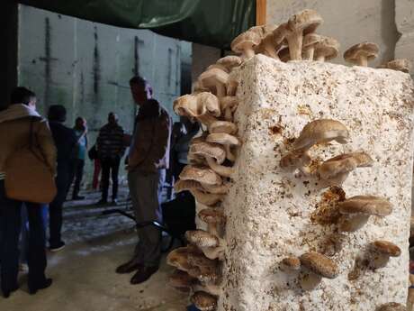 Visite de la carrière à champignons
