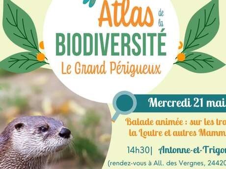 Atlas de la Biodiversité : Balade animée Sur les traces de la Loutre et autres Mammifères