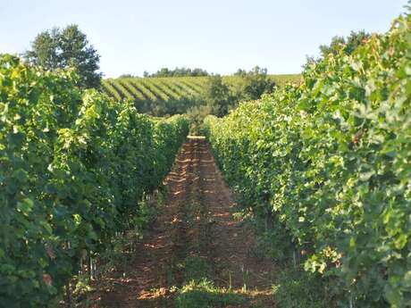 Domaine de Perreau | Sentier découverte
