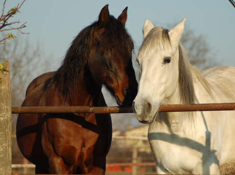 ÉTÉ ACTIF | Balade équestre