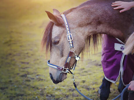 ÉTÉ ACTIF | Équitation à poney pour enfant