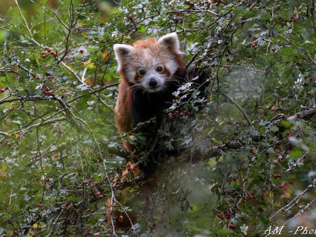 A la découverte des animaux menacés