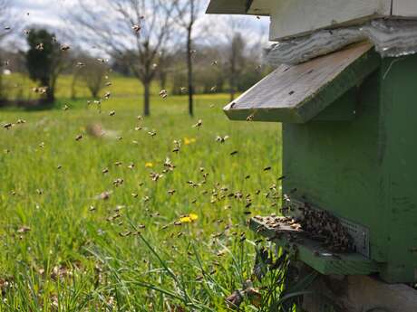 Viens découvrir le monde fantastique des abeilles!