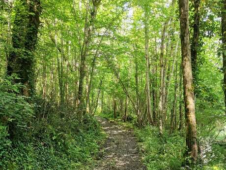 La Forêt du Perigord Noir: Balade commentée