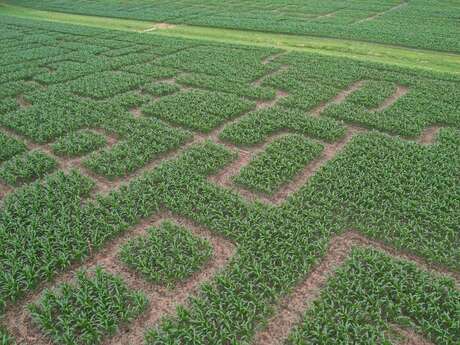 Labyrinthe de Vendoire