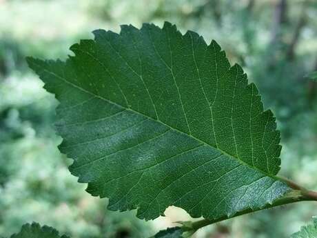 Reconnaissance des arbres en été, leurs vertus et propriétés