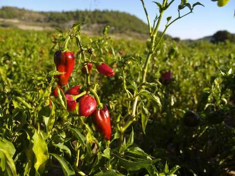Savoir-faire au rendez-vous : Piments et moutardes du Périgord