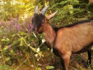 La ferme le brigand des Picadies