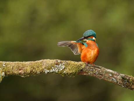 Balade ornitho
