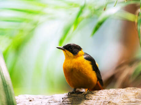 Expositions thématiques de la Ligue pour la Protection des Oiseaux