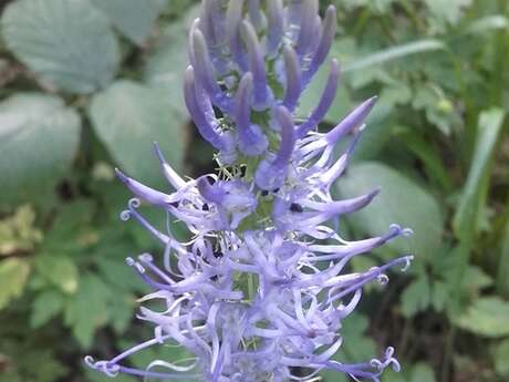 Sortie découverte des plantes sauvages comestibles et médicinales