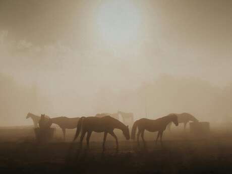 Rencontre matinale avec les chevaux