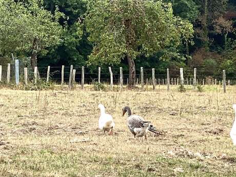Boucle de Saint-Vincent de Connezac - Le Grand Claud