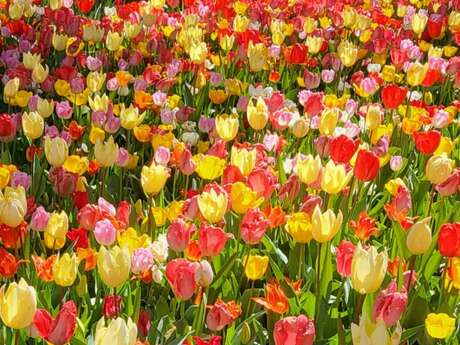 Abjat en fleurs