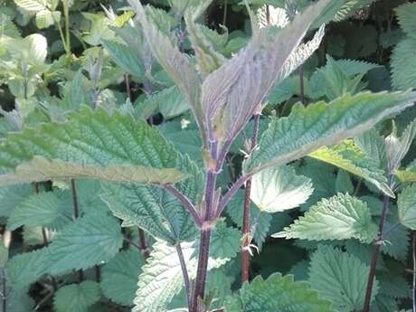 Atelier autour de l'ortie