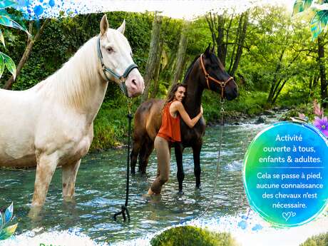 Baignade et détente avec les chevaux