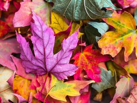 Marché d'automne