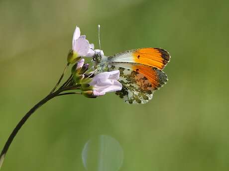 Balades Cultures et Nature : Cadouin: quand les moines observent les insectes