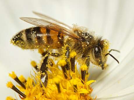 Rencontres Sacrées Abeilles 2025