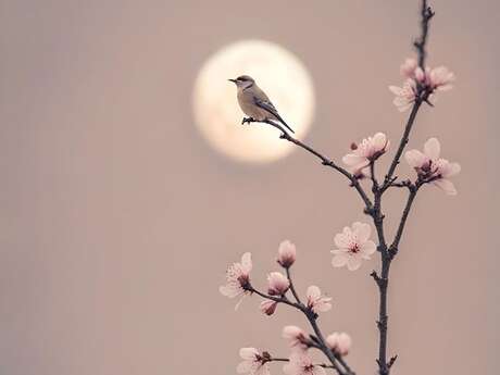 Retraite découverte du Zen