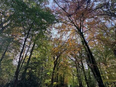 Printemps de la biodiversité - Balade botanique et initiation à la reliance végétale