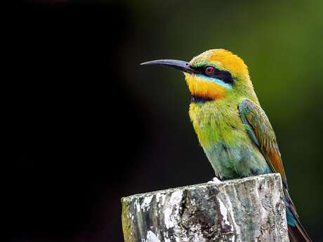 Concert : L'aventure sonore "Birds"