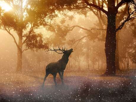 Soirée brame du cerf
