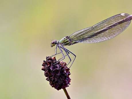 Printemps de la biodiversité - Fascinantes libellules