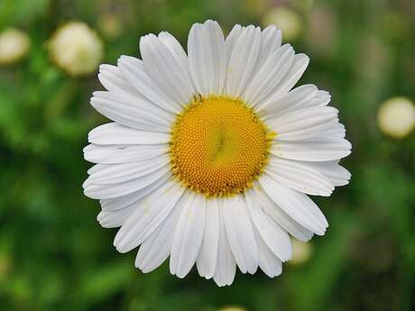 Marche gourmande: La Marguerite de Loubéjac