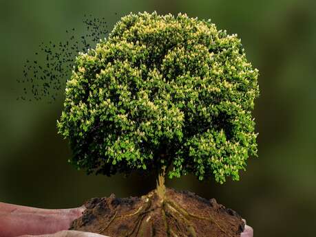 Stage d’initiation à la sylvothérapie  – Châteaux en fête