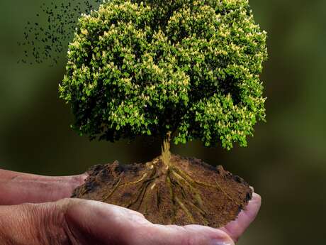 Stage d’initiation à la sylvothérapie  – Châteaux en fête