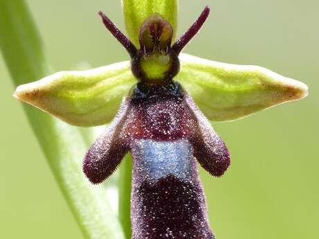 Balade botanique :découvrir les orchidées