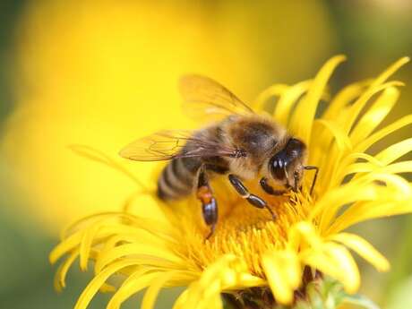 Printemps de la biodiversité - L'abeille à miel nous raconte la biodiversité