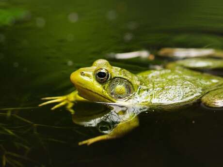 Printemps de la biodiversité - Sortie nocturne à la rencontre des amphibiens