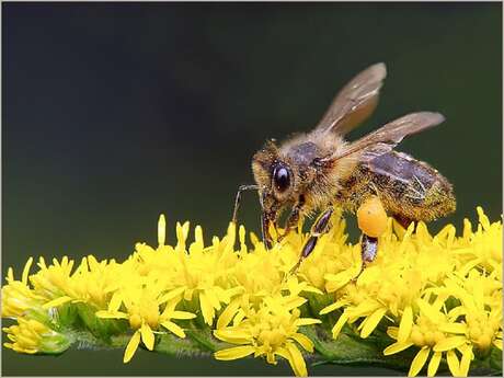 Parcours des abeilles de la Picherie