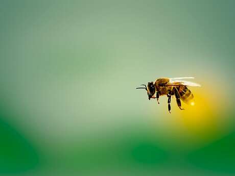 Terre en vert : Animation "Les Pollinisateurs"