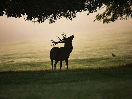 Randonnée nocturne brame du cerf